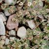 Tiny delicate flowers on Shoshone lands